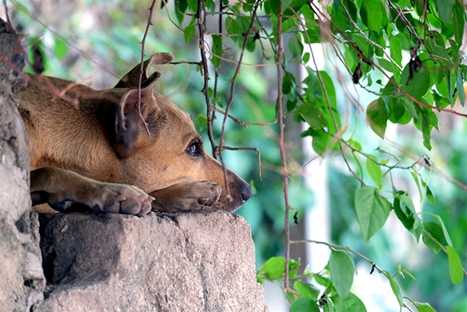 Street Dogs and People Heal their Inner Anger in Different&nbsp;Ways
