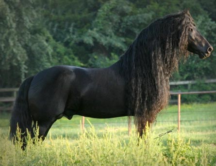 friesian-horses
